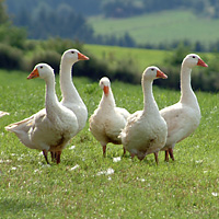 Dänengänse aus der Uckermark in Nordost-Brandenburg Dänengänse aus der Uckermark in Nordost-Brandenburg