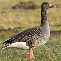 Französische Landgänse aus der Uckermark in Nordost-Brandenburg